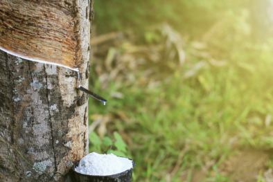 Giảm thiểu sử dụng cao su trong sản xuất nhờ Quy định chống phá rừng của EU