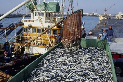Ngày quốc tế chống khai thác IUU: Việt Nam và cộng đồng quốc tế hưởng ứng Hiệp định PSMA