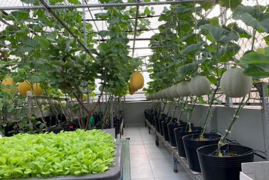 Nông nghiệp đô thị: Ứng dụng công nghệ vào sản xuất là xu thế tất yếu