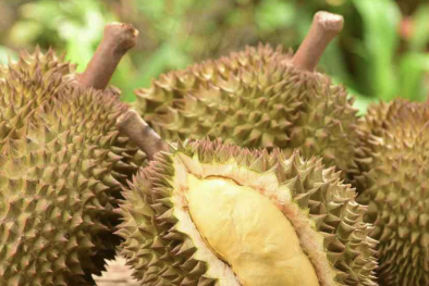 Quản lý hiệu quả chất lượng, nâng cao giá trị sầu riêng xuất khẩu 