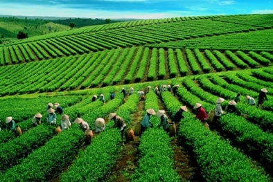 TCVN 13993:2024 hướng dẫn thu thập thông tin truy xuất nguồn gốc chuỗi cung ứng chè