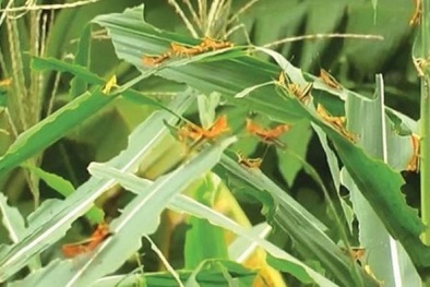 Bộ NN&PTNT đề nghị 11 tỉnh chủ động phòng chống châu chấu hại tre nứa và cây nông nghiệp