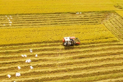 Lúa chất lượng cao - Mục tiêu đạt được nhiều đích