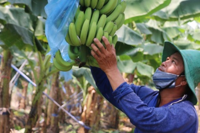 Gia Lai: Xây dựng mã số vùng trồng khẳng định chất lượng nông sản