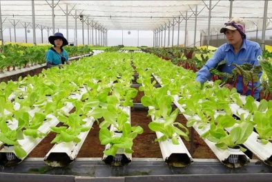 Doanh nghiệp gặp khó khi áp dụng tiêu chuẩn hữu cơ