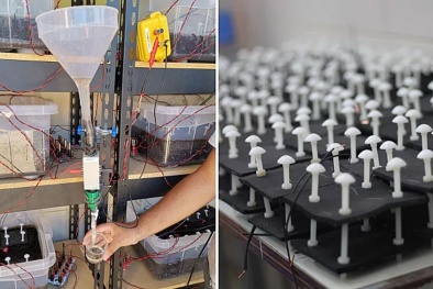 Nghiên cứu loại pin do vi khuẩn tạo ra trong đất để thu được nguồn điện sạch từ Trái đất