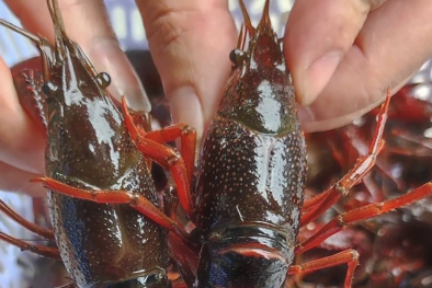 Bất chấp lệnh cấm, tôm hùm đất vẫn được bày bán tràn lan