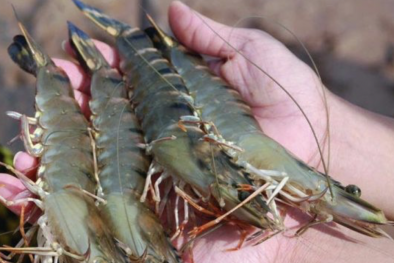 Nhiều thách thức đối mặt, đâu là hướng đi cho ngành tôm Việt?