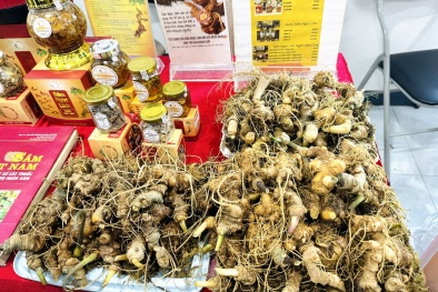 Cần có tiêu chuẩn để sâm Việt nâng cao giá trị, chất lượng và sức cạnh tranh