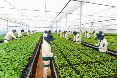 Gia Lai: Ứng dụng công nghệ cao và tiêu chuẩn nâng cao năng suất sản phẩm nông sản