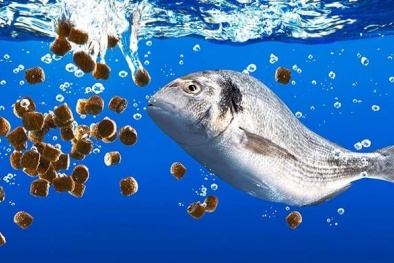 Xử lý tận gốc các cơ sở vi phạm chất lượng, điều kiện sản xuất thức ăn thủy sản