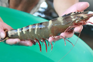 Giá trị giới hạn thông số chất lượng nước nuôi thâm canh tôm sú, tôm thẻ chân trắng theo tiêu chuẩn