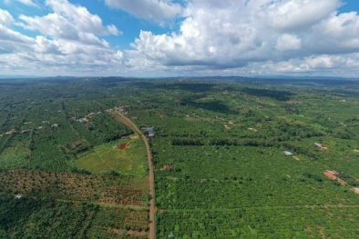 Đảm bảo thực hiện EUDR đối với các sản phẩm xuất khẩu vào EU