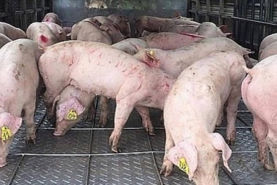 TCVN 8400-56:2023 về bệnh động vật hướng dẫn quy trình chẩn đoán bệnh tụ huyết trùng