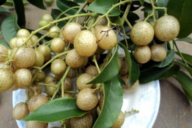 Mác mật Lạng Sơn được cấp bảo hộ chỉ dẫn địa lý