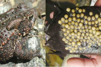 Ăn trứng cóc: Nguy hiểm chết người