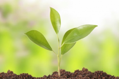 Phát triển loại 'đất thông minh’ giúp cây trồng lớn hơn và chỉ sử dụng ít hơn 40% nước