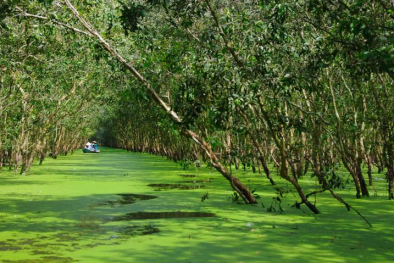 Tín chỉ carbon – tiềm năng lớn cho Việt Nam hợp tác với các tổ chức quốc tế