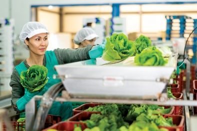 Đáp ứng tiêu chuẩn là yêu cầu bắt buộc để sản phẩm nông nghiệp rộng đường xuất khẩu