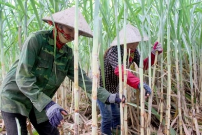 Áp dụng TCVN 13745:2023 trong quá trình sản xuất đường để loại bỏ tạp chất