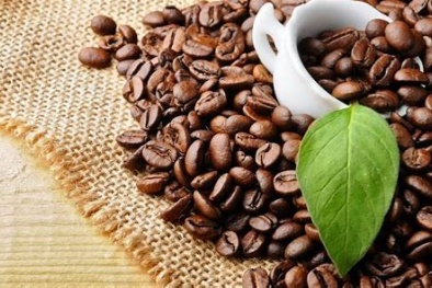 Rà soát mức độ sẵn sàng thực hiện quy định về chống phá rừng của ngành cà phê và gỗ ở Việt Nam