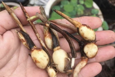 Cảnh báo về giống cây trồng giả, kém chất lượng 