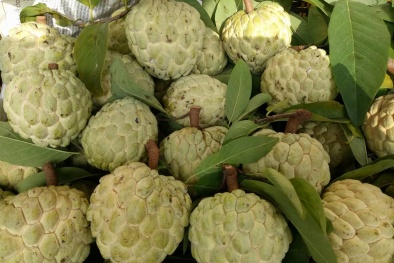 Cấp bảo hộ chỉ dẫn địa lý cho sản phẩm Na Lạng Sơn 