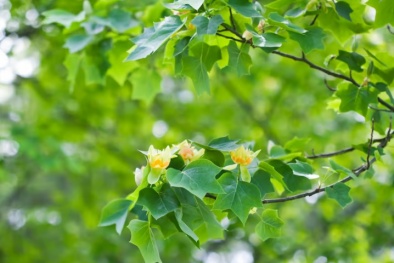 Phát hiện loại gỗ mới có khả năng hấp thụ carbon trong tự nhiên