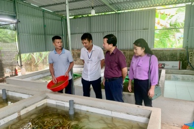 Thanh Hóa: Nâng cao hiệu quả nuôi lươn không bùn theo TCVN 13528-1:2022