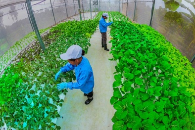 Hậu Giang: Đẩy mạnh ứng dụng khoa học công nghệ và tiêu chuẩn, quy chuẩn cho sản phẩm OCOP