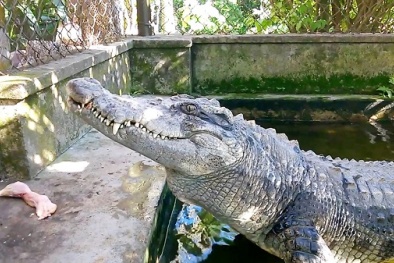 TCVN 13648:2023 về yêu cầu kỹ thuật với chuồng nuôi cá sấu nước ngọt