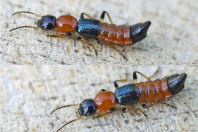 Da tổn thương nghiêm trọng do tiếp xúc với kiến ba khoang 