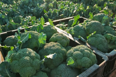 Mỹ khẩn cấp cấm thuốc trừ sâu thường dùng để diệt cỏ ở vườn rau vì có thể gây hại cho thai nhi