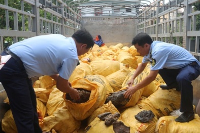 Quảng Bình: Thu giữ hơn 11 tấn mỡ bò các loại không rõ nguồn gốc, xuất xứ