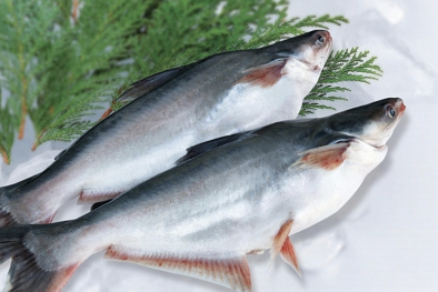 Những lợi thế giúp cá tra Việt Nam được xuất khẩu đến gần 140 quốc gia trên thế giới