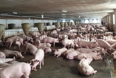 Cơ sở chăn nuôi Chí Hiếu bị xử phạt do xả thải vượt quy chuẩn gây ô nhiễm môi trường