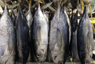 Tồn tại nhiều bất cập trong kiểm soát IUU và cấp giấy xác nhận nguyên liệu