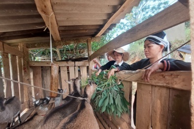 Phụ nữ vùng cao vươn lên phát triển kinh tế từ những mô hình sinh kế hiệu quả 