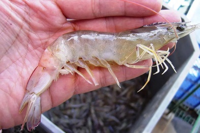 TCVN 8710-8:2023 về quy trình chẩn đoán bệnh hoại tử cơ ở tôm