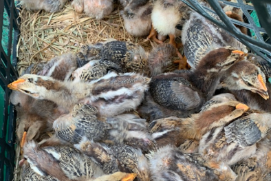 Cao Bằng thu giữ hơn 500 con gà, vịt giống không rõ nguồn gốc, xuất xứ