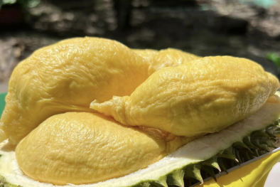 Dự báo xuất khẩu sầu riêng Việt Nam sẽ tiếp tục phá kỷ lục 