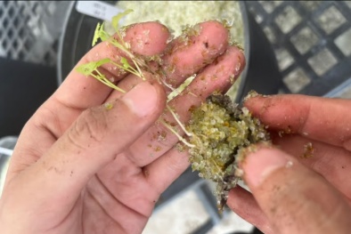 Trộn thủy tinh nghiền với đất để tạo ra môi trường phát triển thực vật tốt nhất