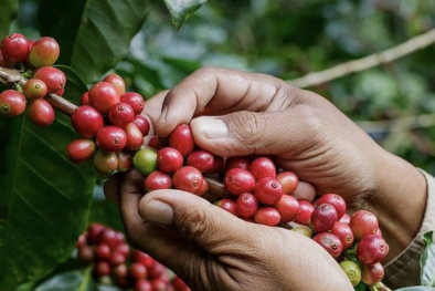 Thực hiện nghiêm túc quy định chống phá rừng của EU