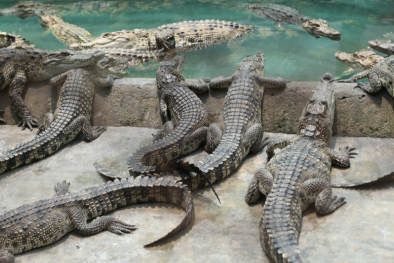 Tiềm năng xuất khẩu cá sấu chính ngạch sang thị trường Trung Quốc