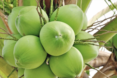 Trung Quốc dự kiến kiểm tra trực tuyến vùng trồng dừa tươi xuất khẩu của Việt Nam