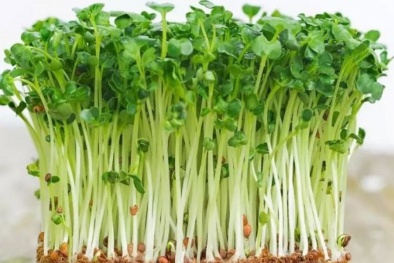 Rau mầm tiềm ẩn nguy cơ ngộ độc