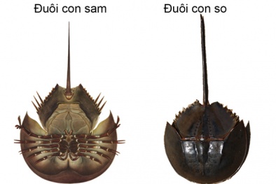 TP. HCM: Cảnh báo nguy cơ ngộ độc khi ăn các món chế biến từ so biển