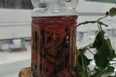 Cảnh báo trẻ nhỏ ngộ độc rượu ngâm mật ong, hoa quả do bất cẩn của người lớn