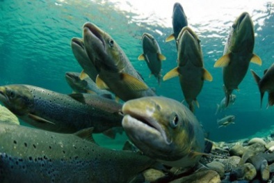 TCVN 8710-26:2023 về chẩn đoán lâm sàng bệnh hoại tử cơ quan tạo máu ở cá