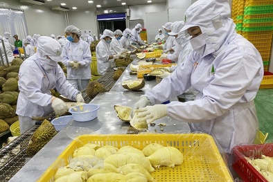 Những lưu ý khi xuất khẩu sầu riêng đông lạnh sang Trung Quốc